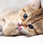 cats_animals_kittens_cat_kitten_cute_desktop_1680x1050_hd-wallpaper-753974