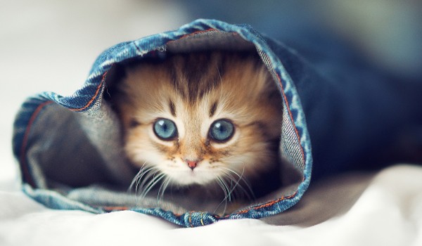 cute-cat-kitten-jeans-the-bed-wallpaper-1920x1200